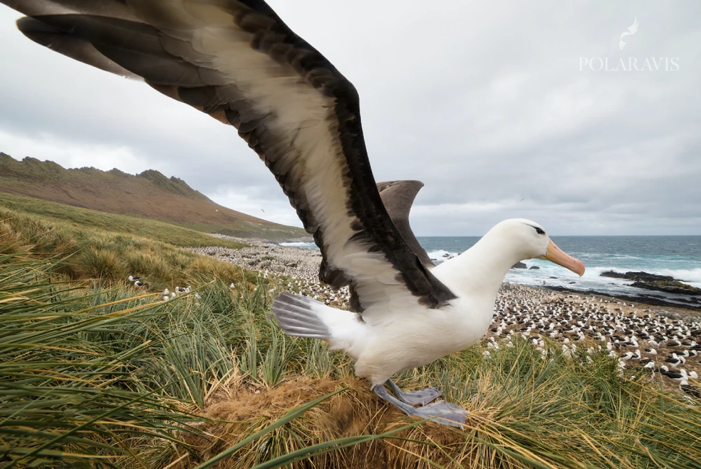 Albatros de ceja negra planeando sobre la colonia
