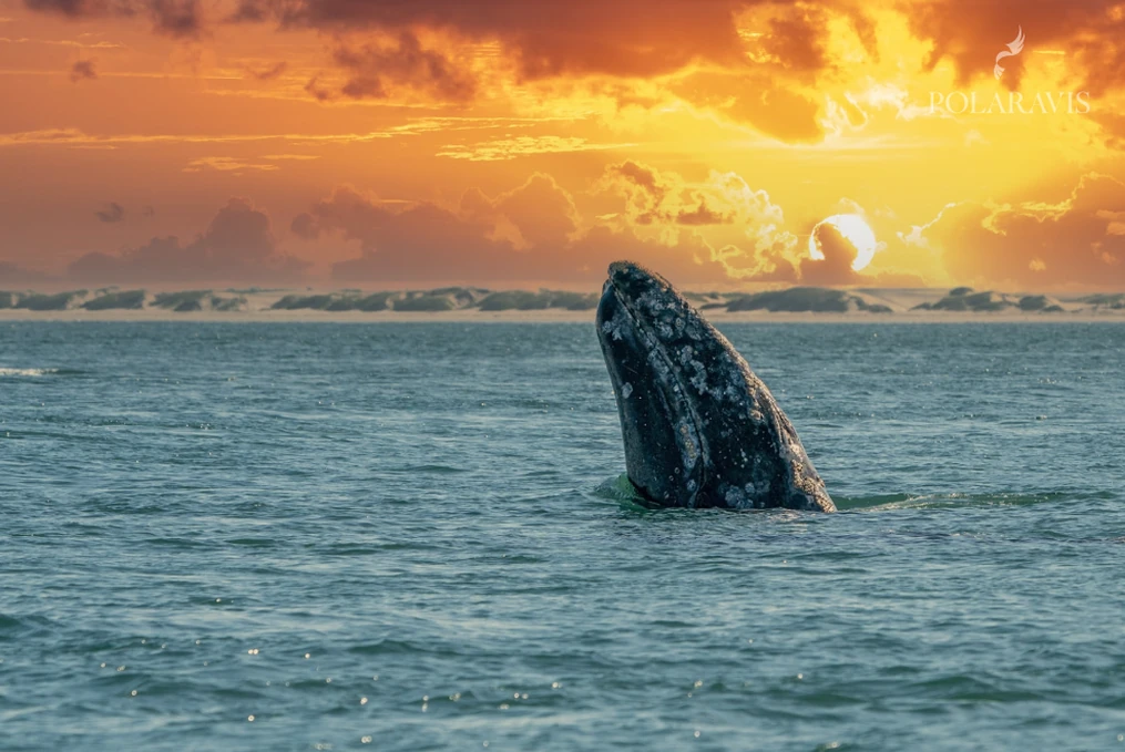 Ballena emergiendo en el canal al atardecer