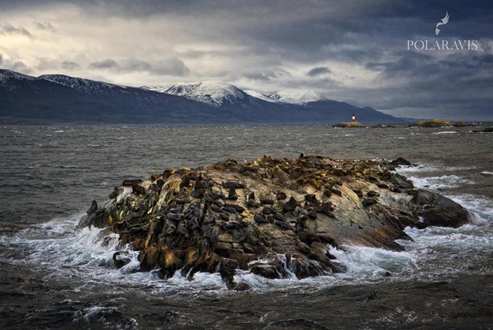 Colonia de lobos marinos sobre las rocas de Isla de los Lobos