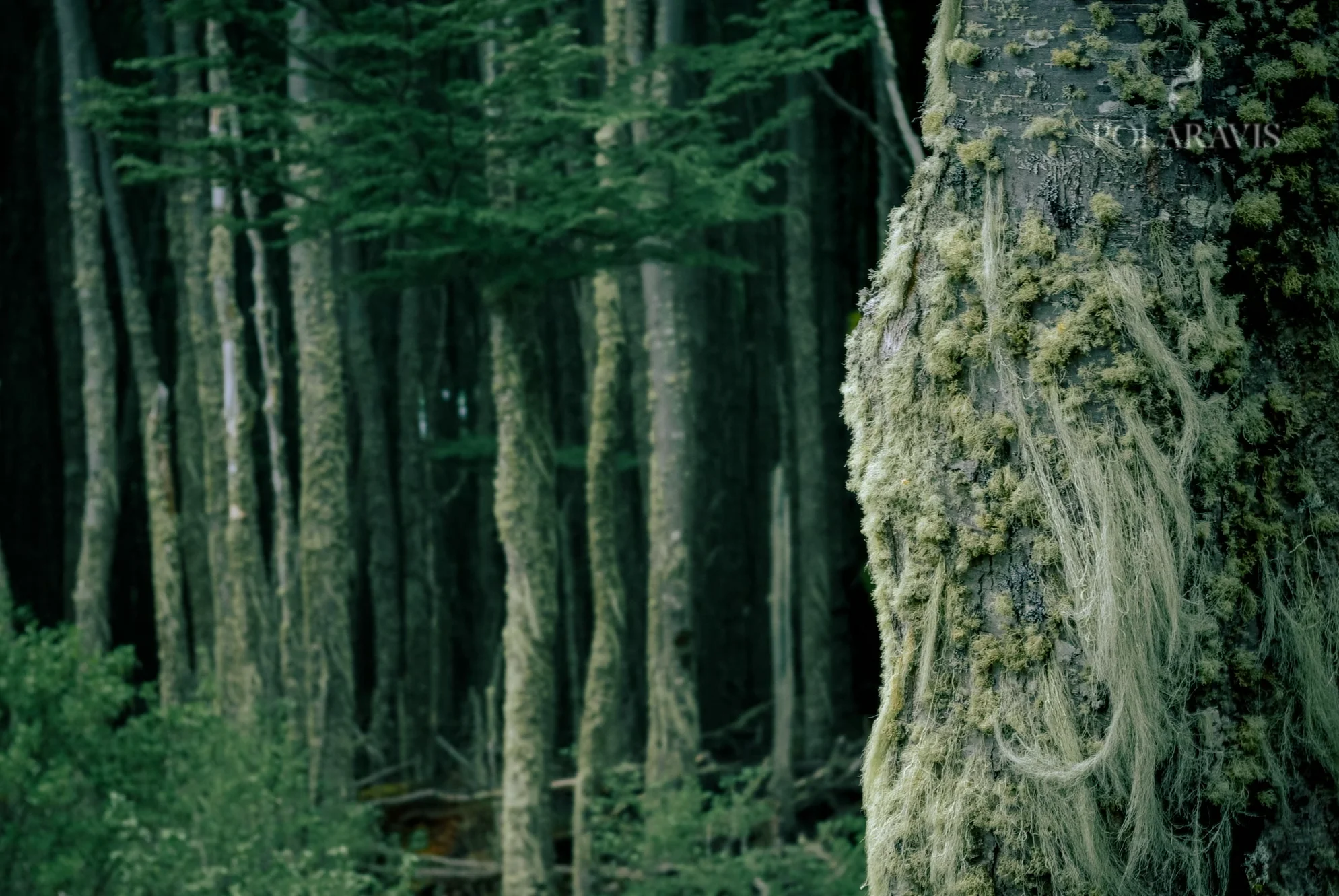 Bosque de lengas con barba de viejo colgando de las ramas