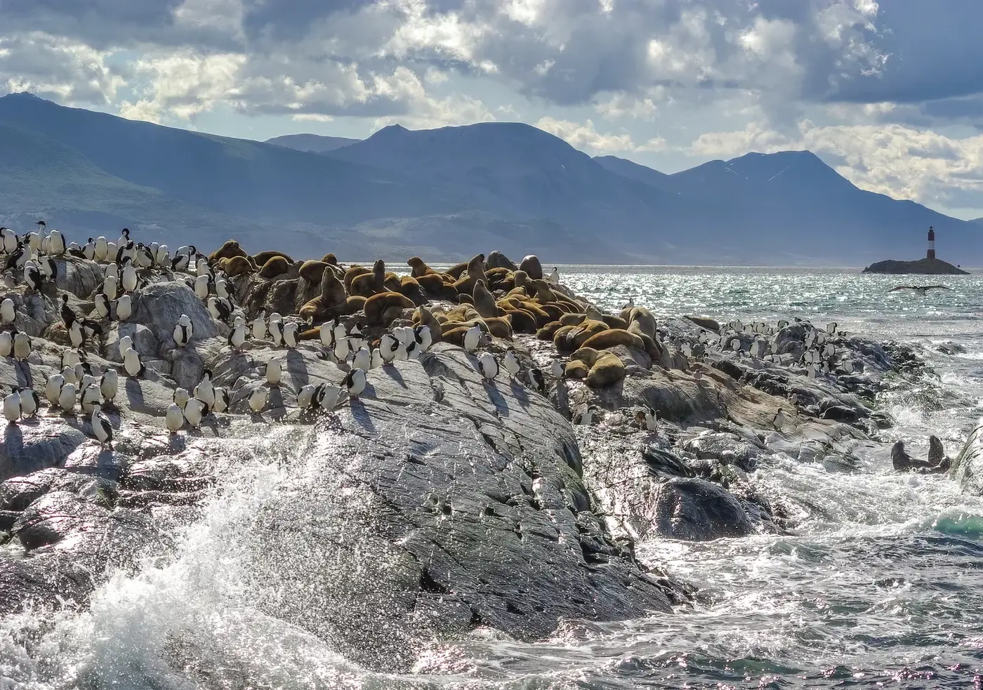 Lobos marinos y cormoranes sobre las rocas del Canal Beagle