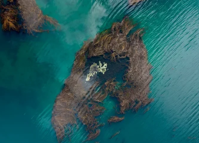 Vista aérea de un islote rodeado de algas en el Canal Beagle