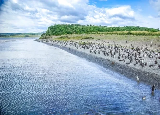 Colonia de pingüinos en la costa de una isla del Canal Beagle