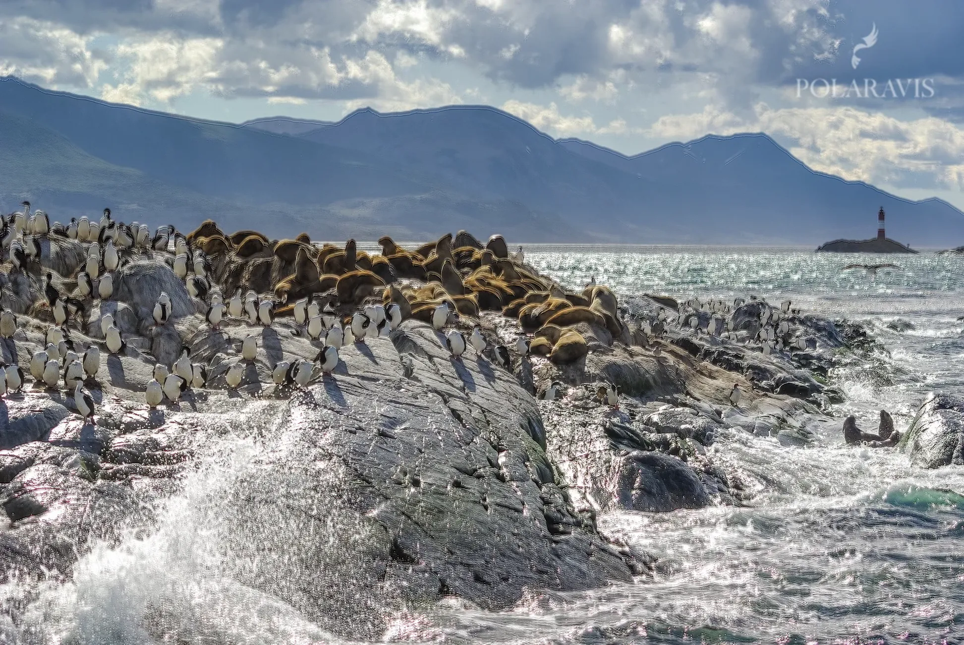 Cormoranes sobre un islote rocoso del Canal Beagle