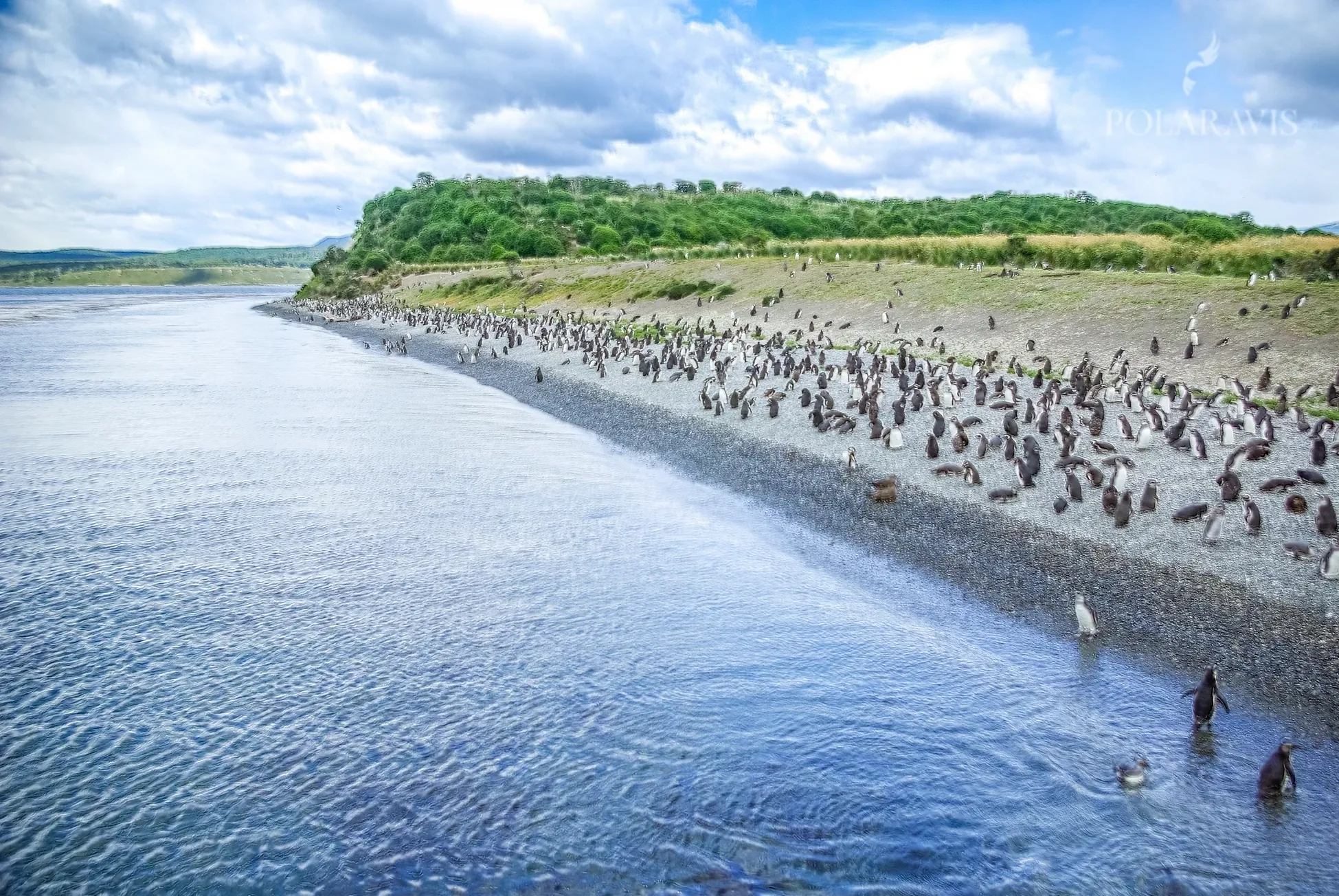 Colonia de pingüinos sobre la costa del canal