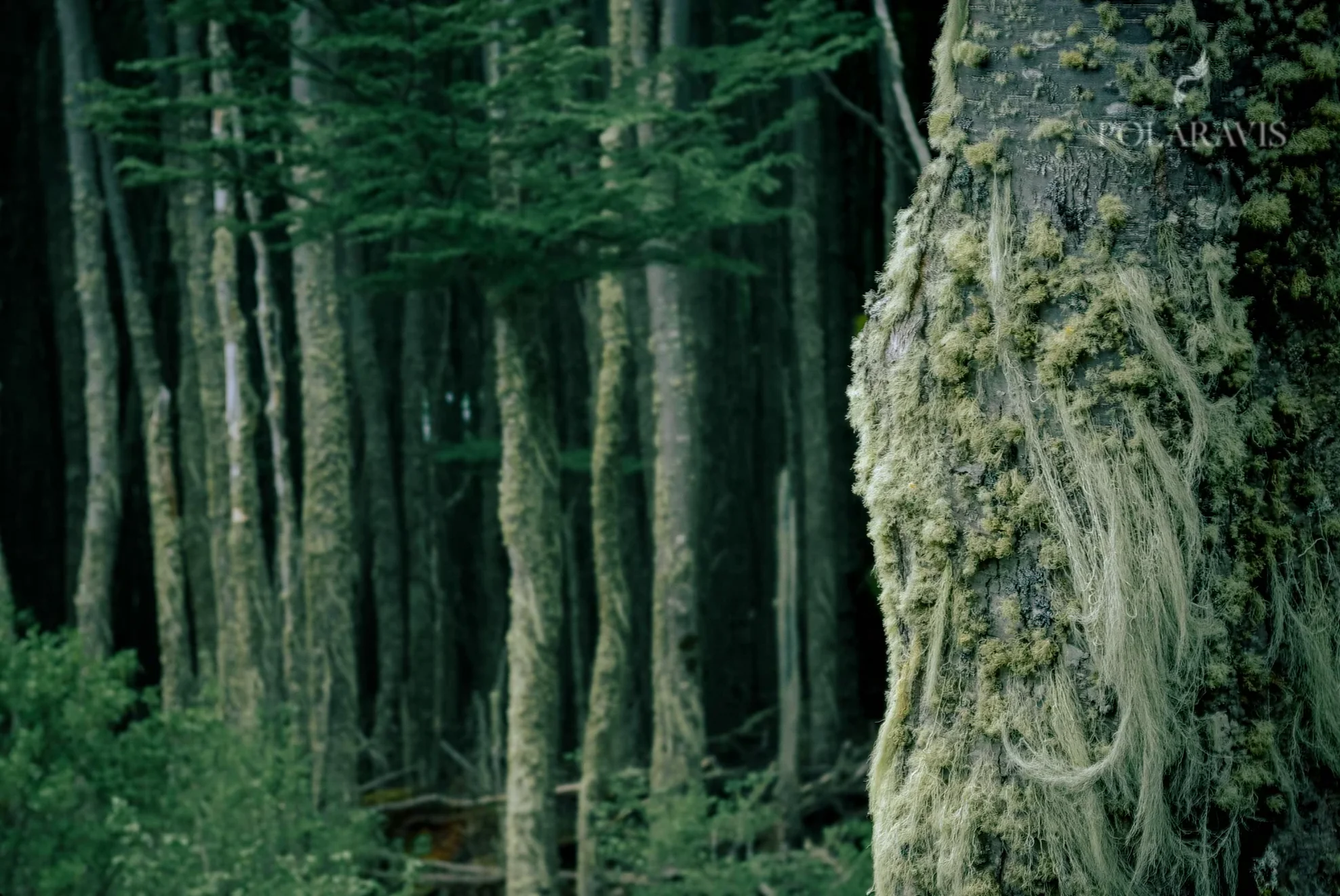 Bosque subantártico de lengas cubiertas de líquenes en Tierra del Fuego